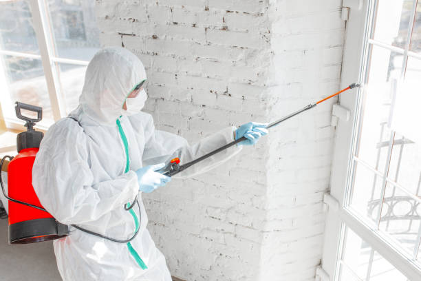 Best Black Mold Removal  in Siloam Springs, AR