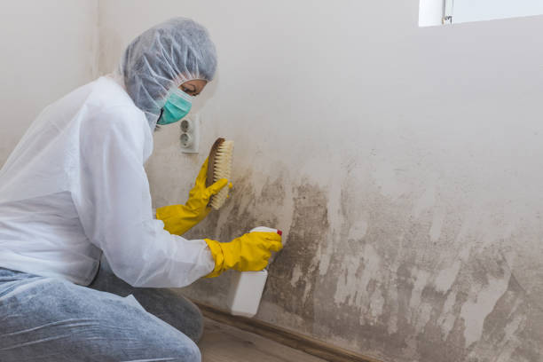 Best Black Mold Removal  in Siloam Springs, AR